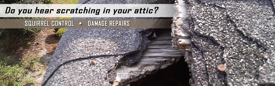 squirrel-control-slider