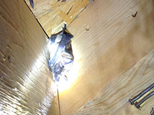 bat in house louisville