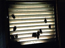 bats in vent louisville ky