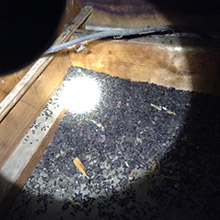 bats in attic louisville